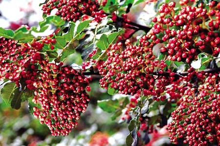 花椒介绍,【四川花椒专卖】汉源花椒青花椒
